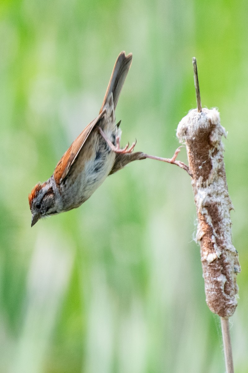 Swamp Sparrow - Mike Winck