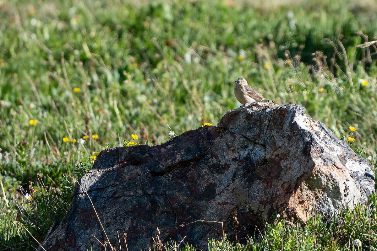 American Pipit - ML597504361