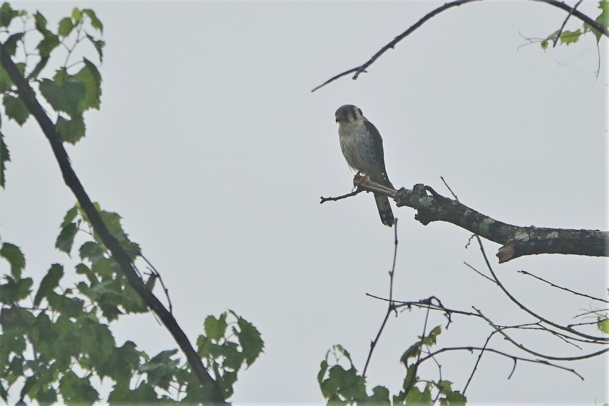 American Kestrel - ML597504901