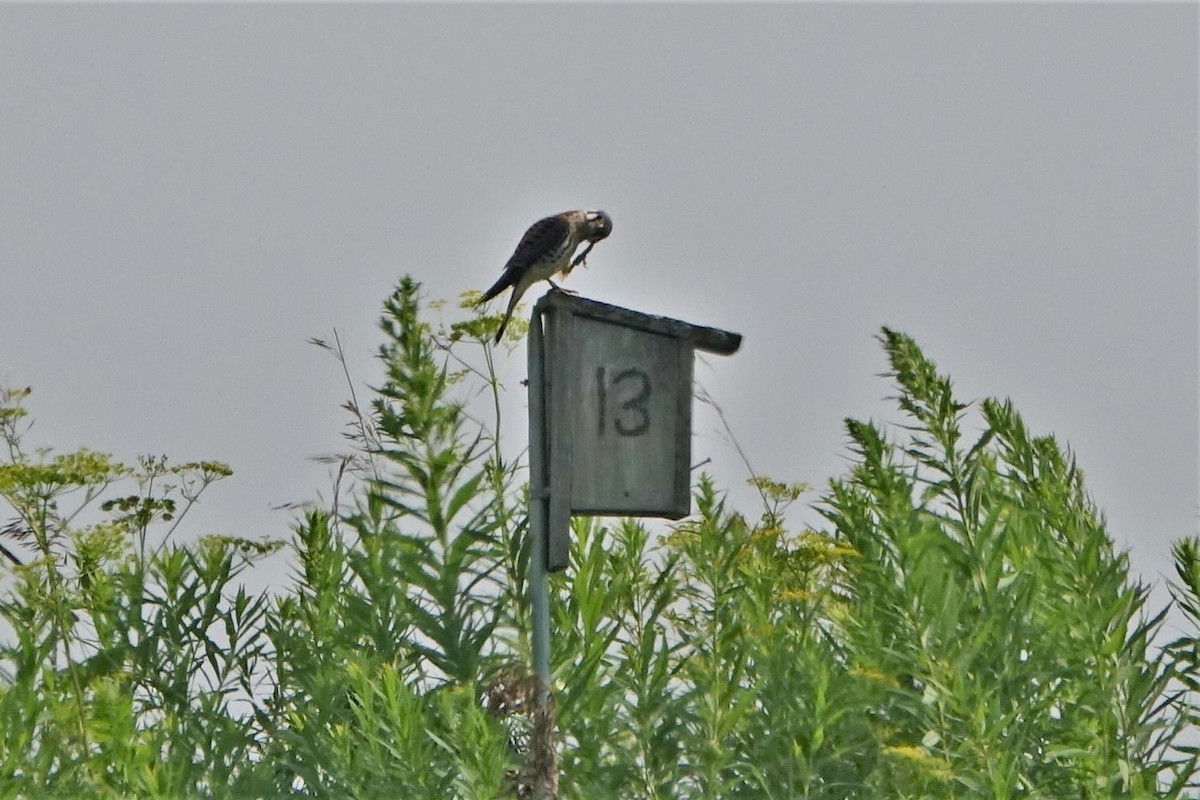 American Kestrel - ML597504911