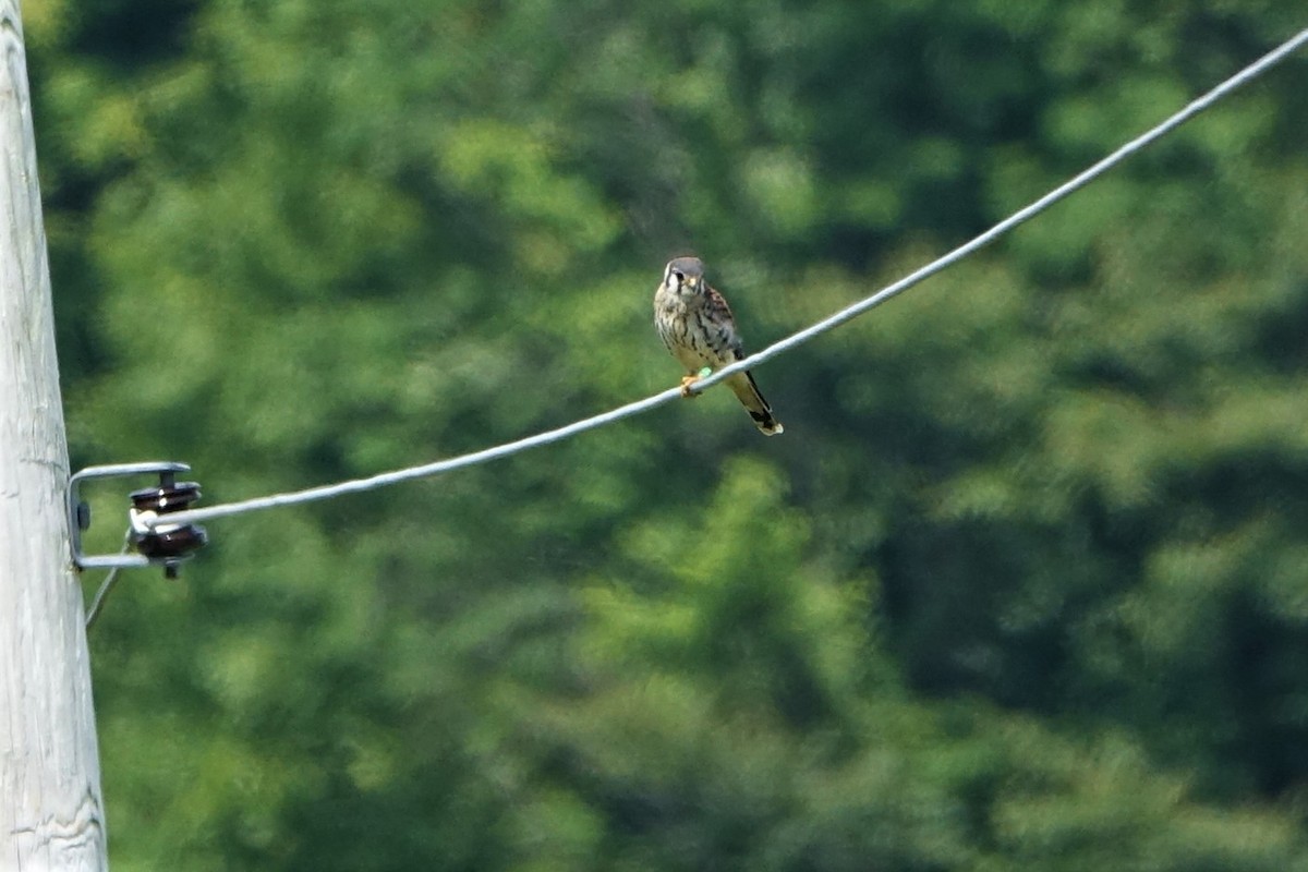 American Kestrel - ML597504931