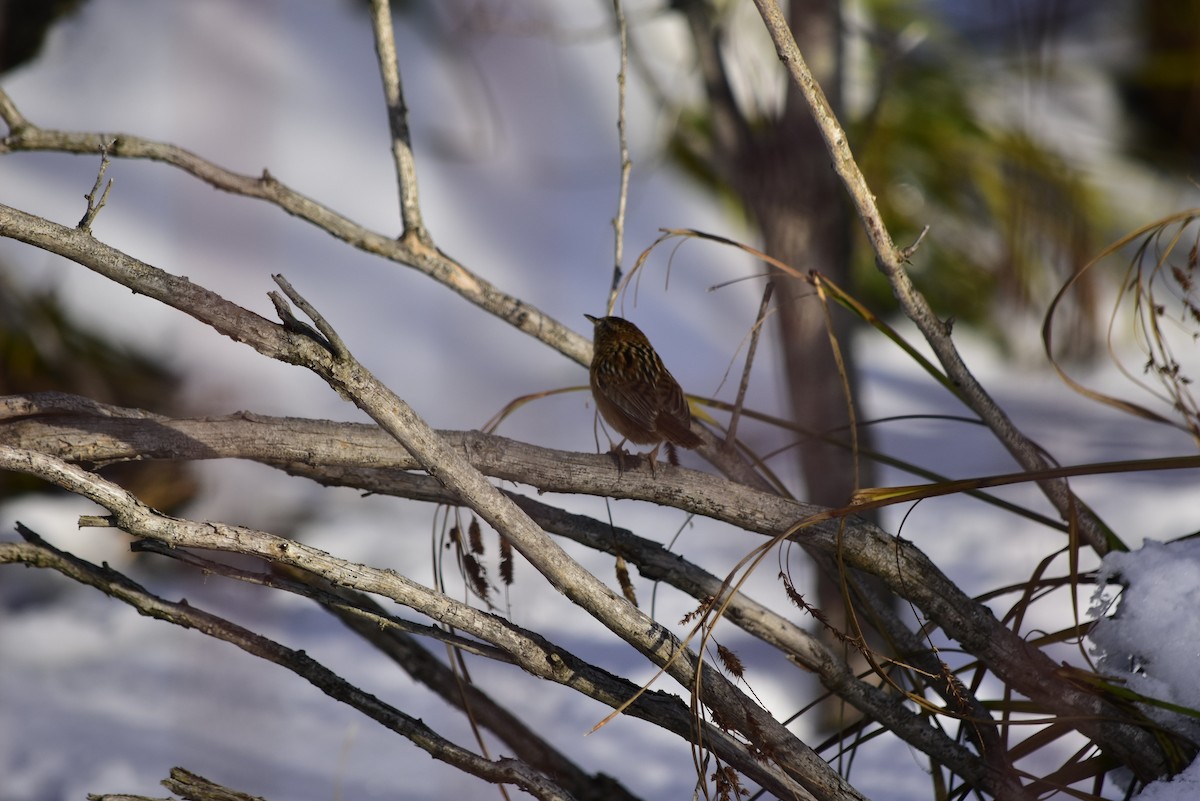 Grass Wren - ML597505621