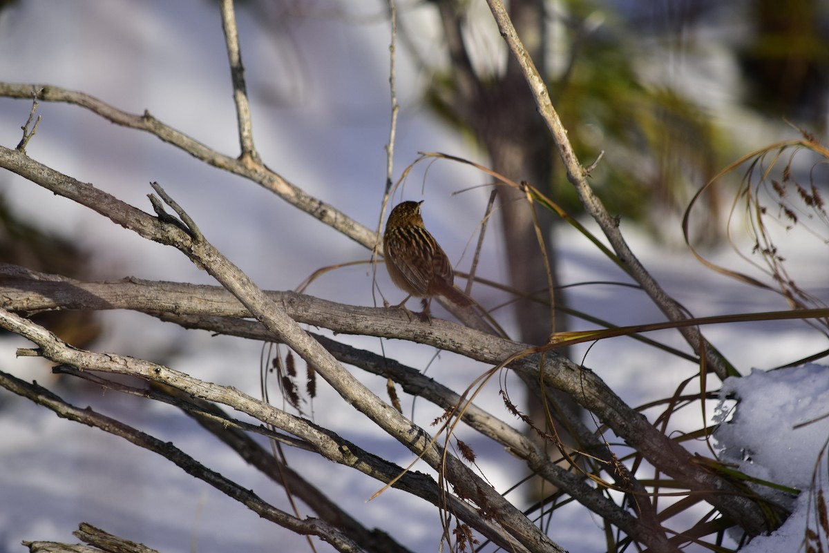 Grass Wren - ML597505631