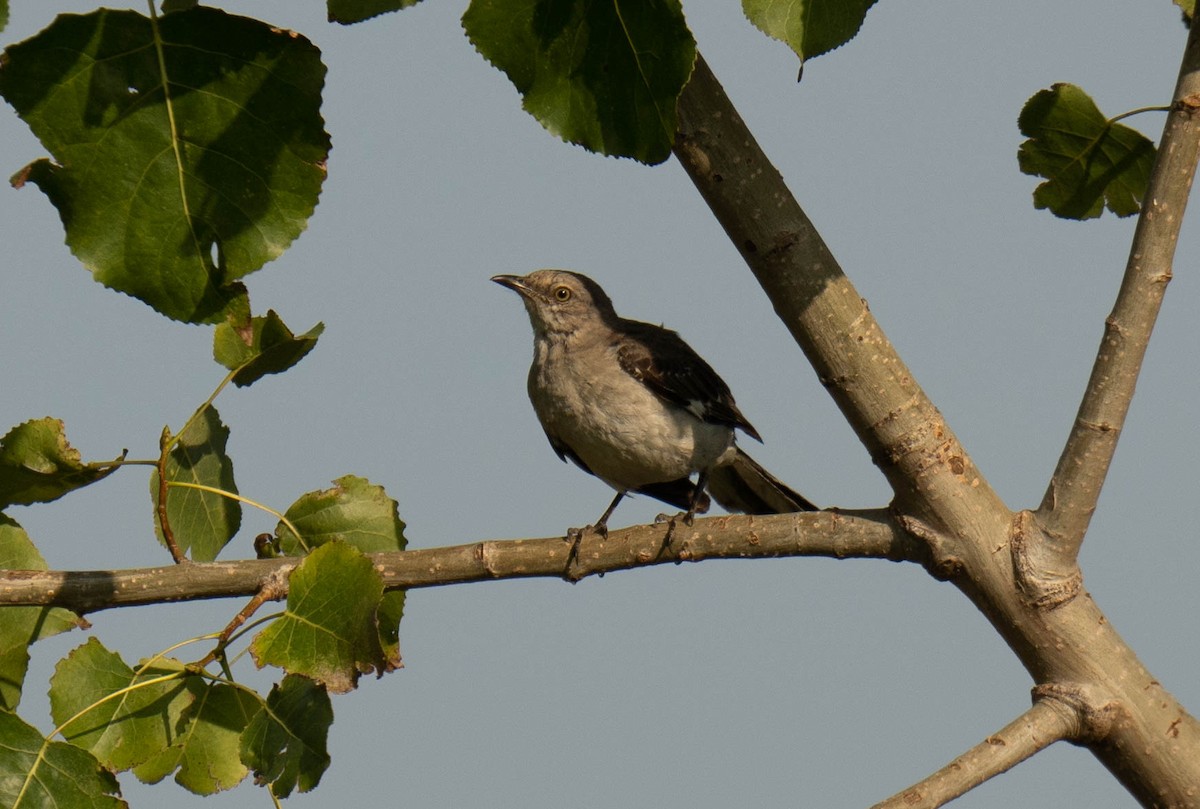 Northern Mockingbird - ML597505921