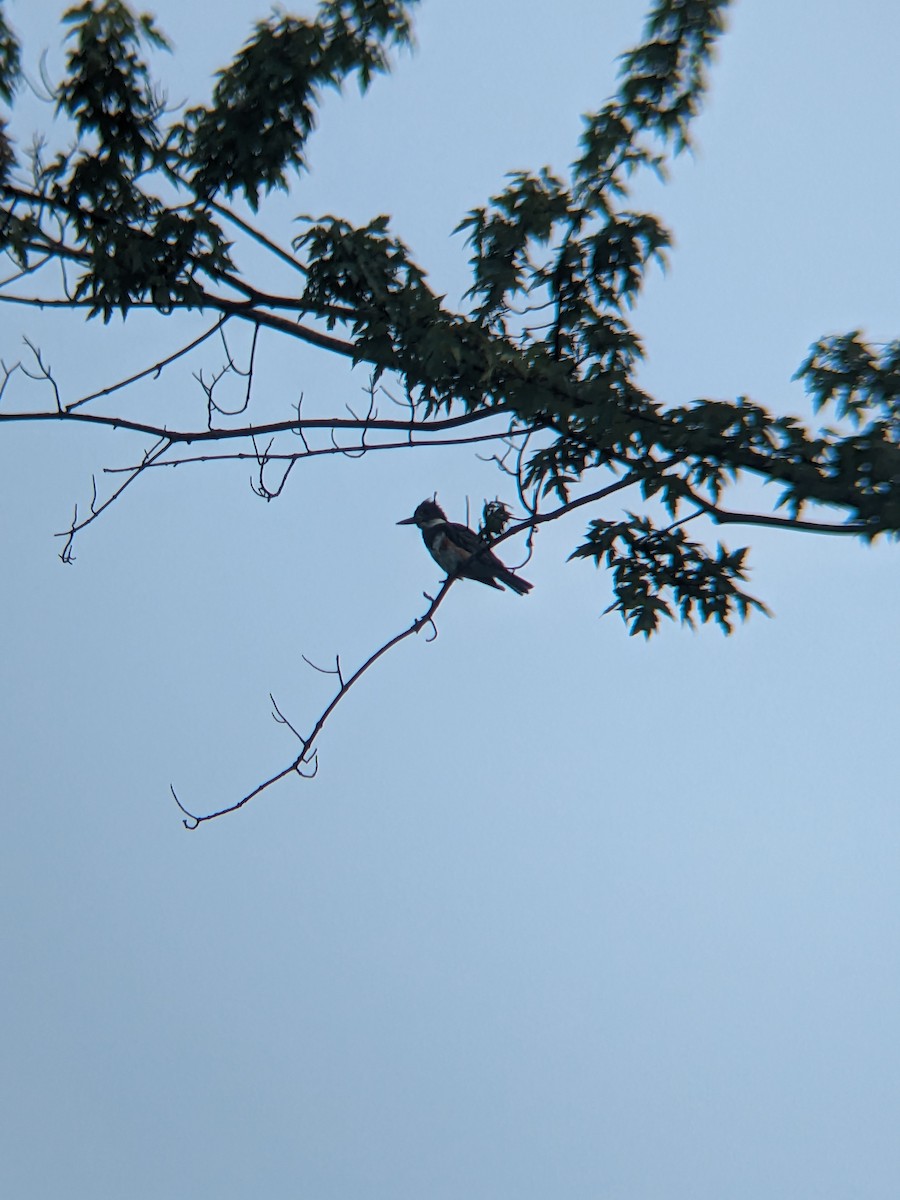 Belted Kingfisher - ML597506291
