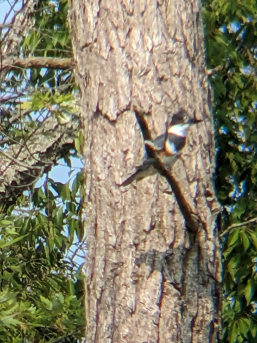 Belted Kingfisher - Martin Walschburger Hurtado