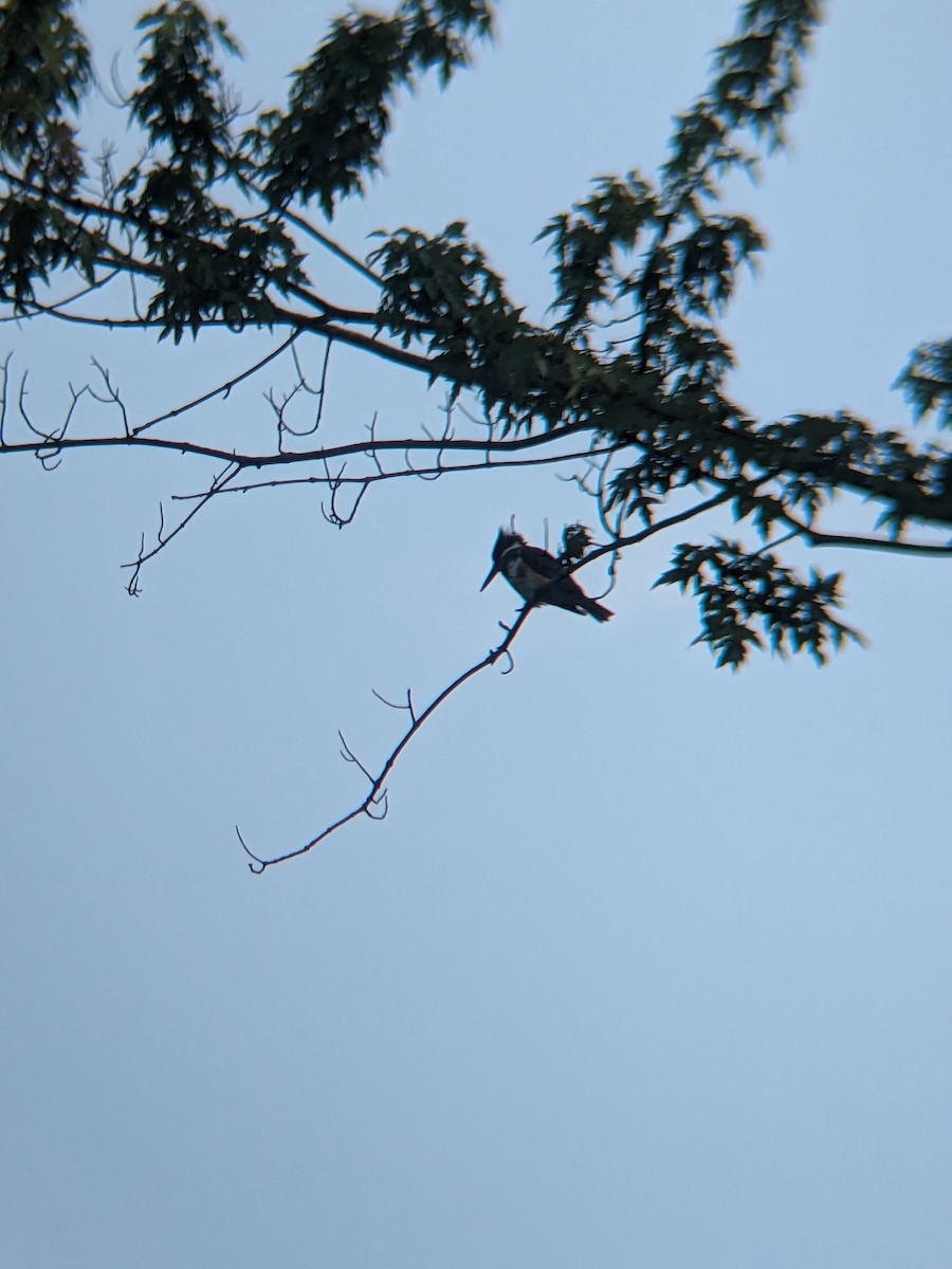 Belted Kingfisher - ML597506311