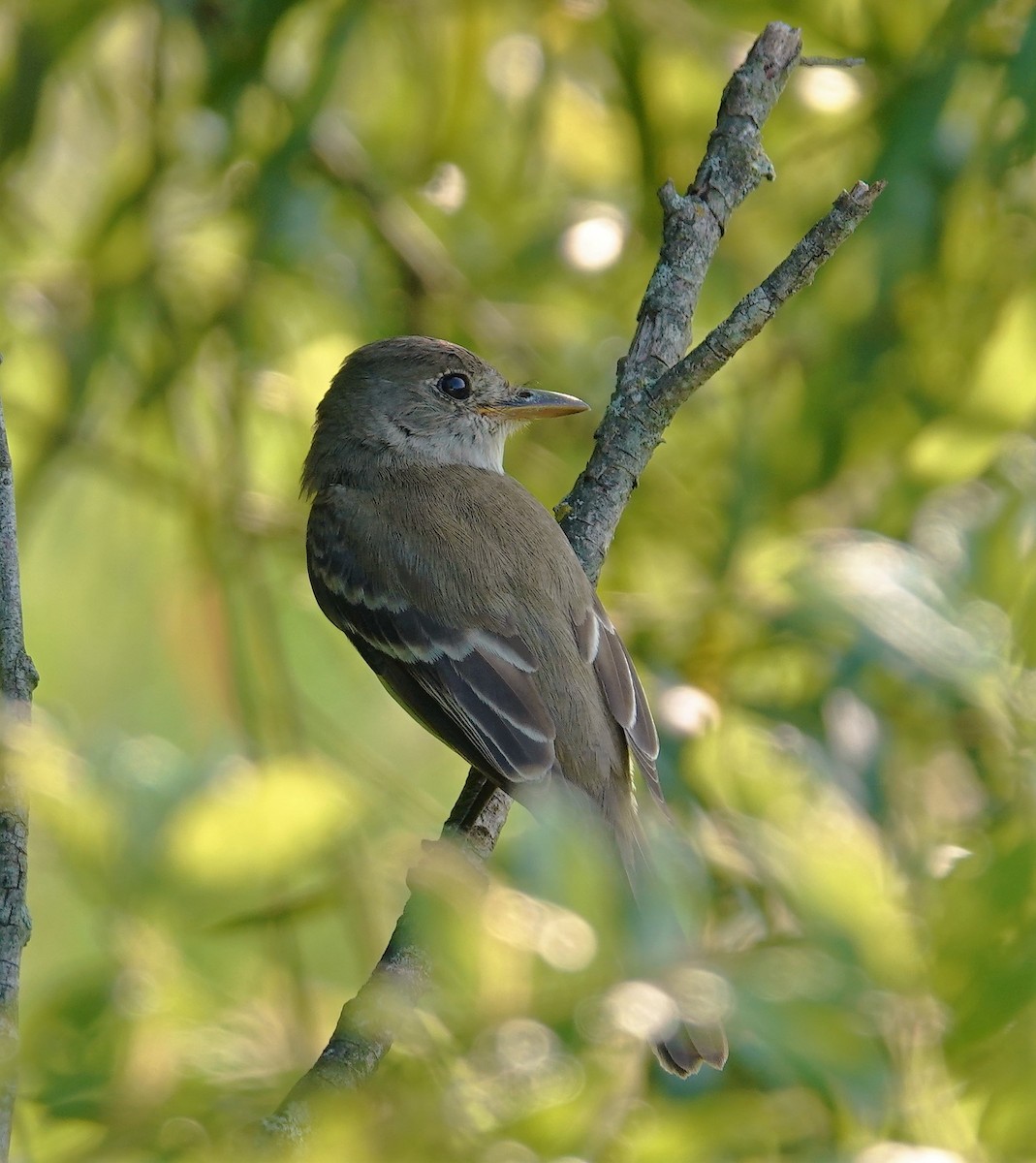 Willow Flycatcher - ML597506551