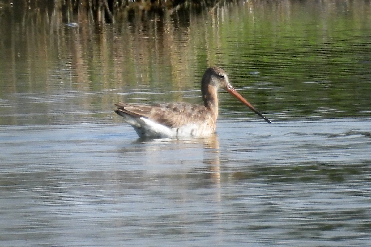 Black-tailed Godwit - ML597506861