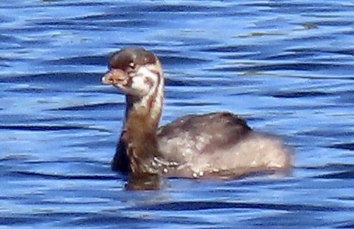 Pied-billed Grebe - ML597507451