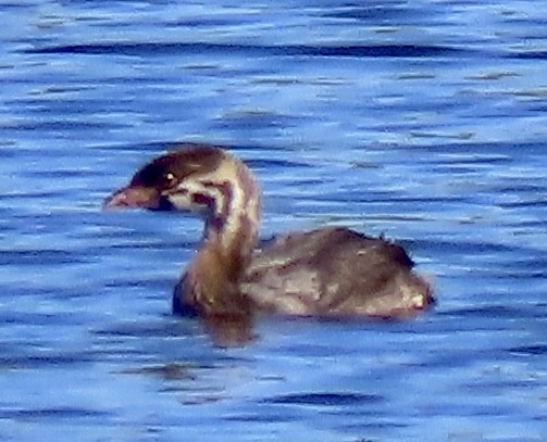 Pied-billed Grebe - Vickie Park