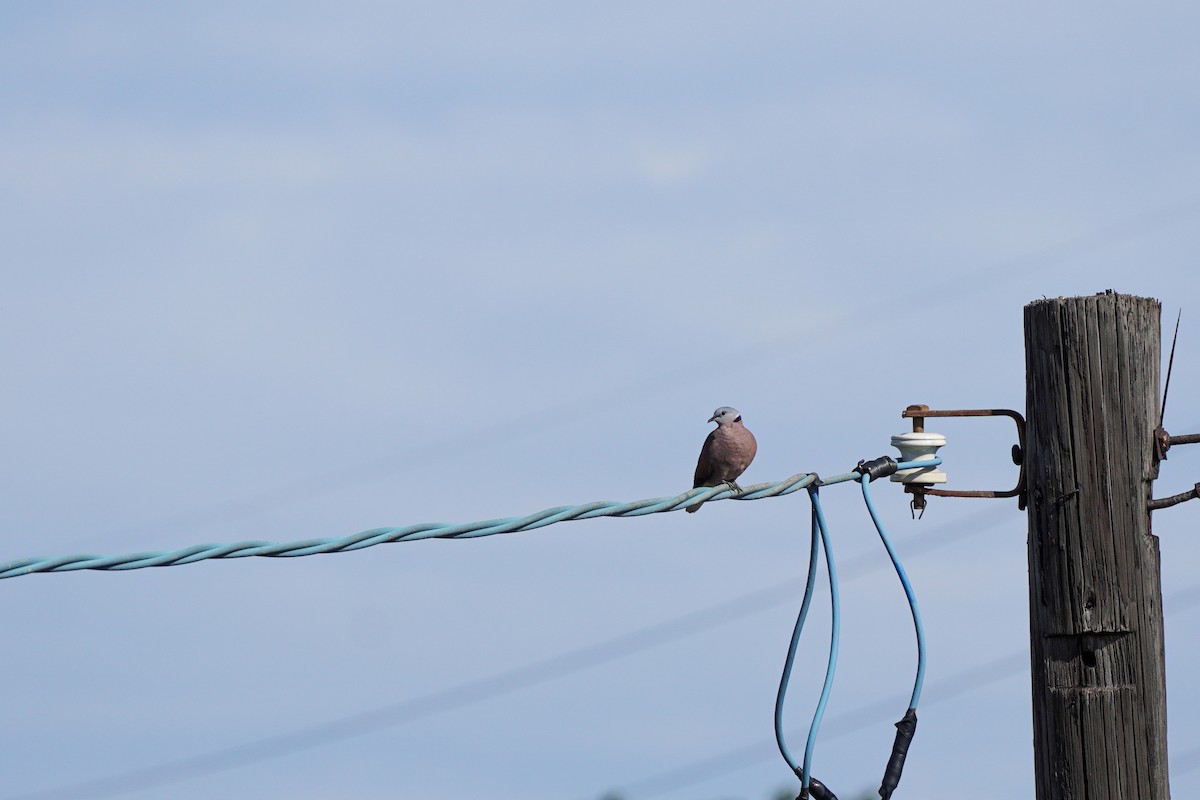 Red Collared-Dove - ML597507631