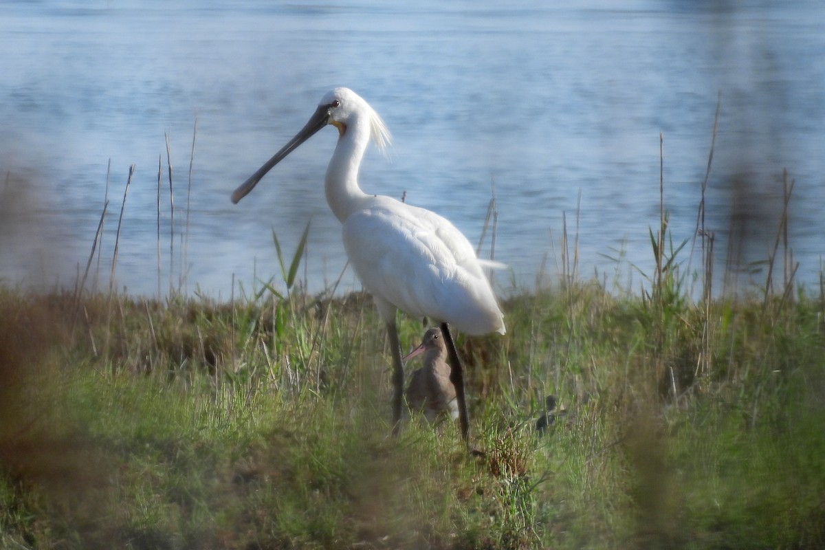 Eurasian Spoonbill - ML597508011