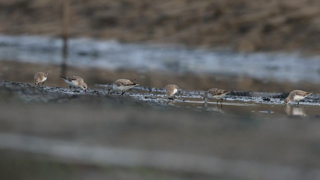 Red-necked Stint - ML597508321