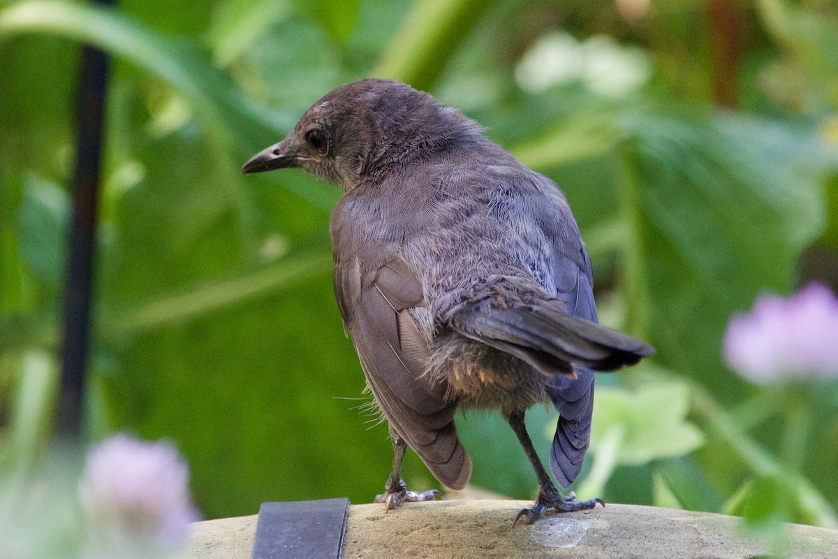 Gray Catbird - ML597509031