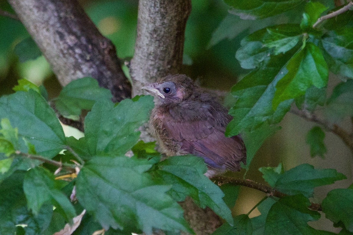 Northern Cardinal - ML597509111