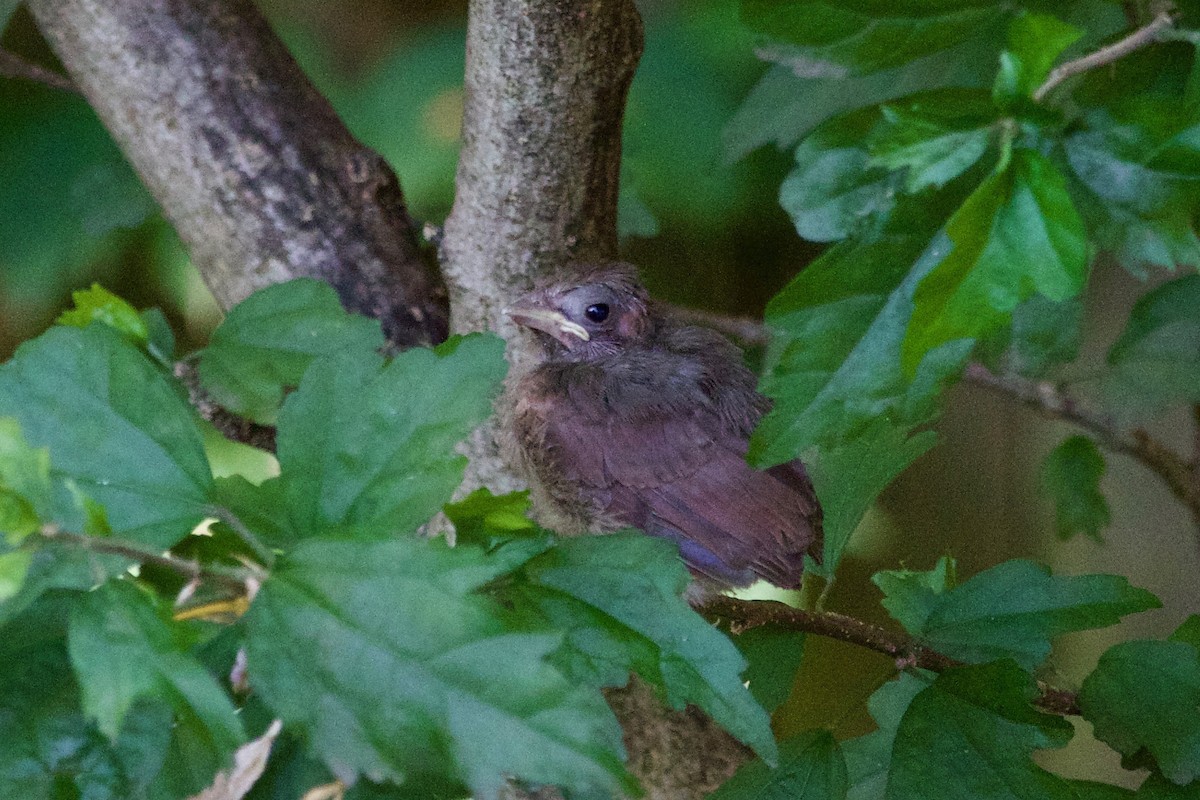 Northern Cardinal - ML597509121