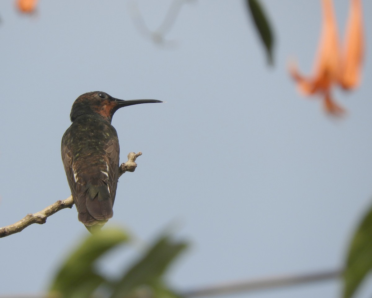 Colibrí Negro - ML597509161