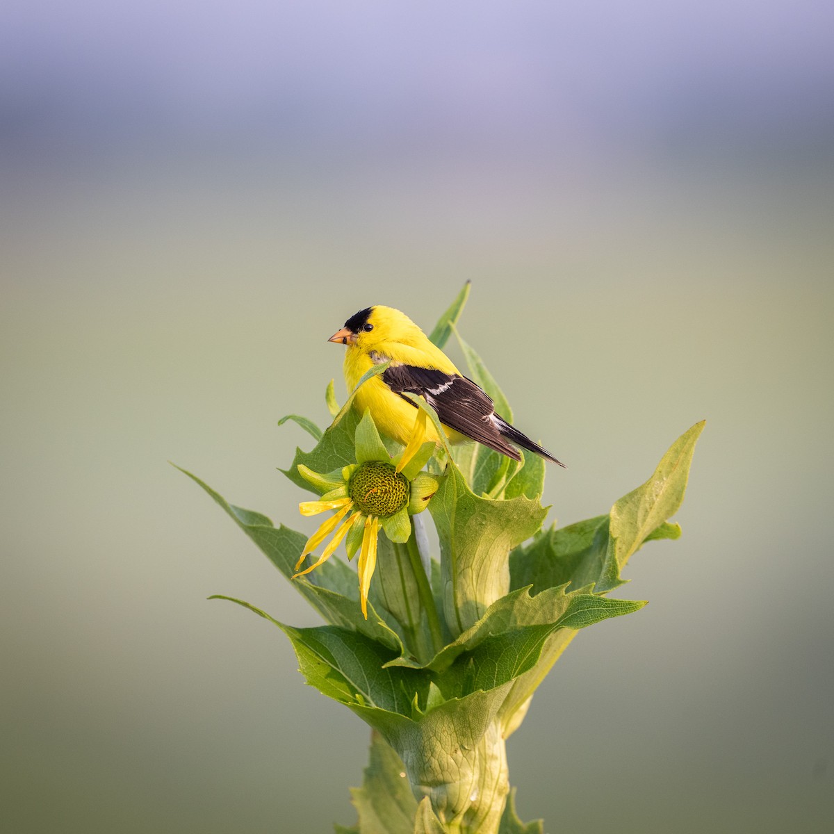 American Goldfinch - ML597509231