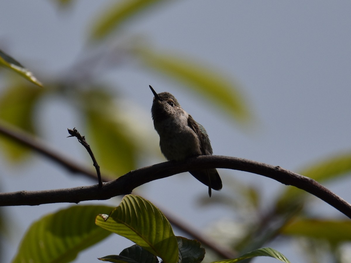 Anna's Hummingbird - ML597509271