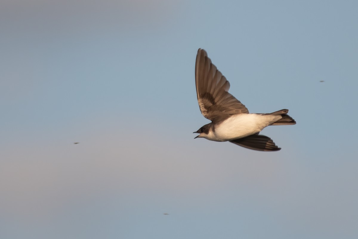 Tree Swallow - ML597509361