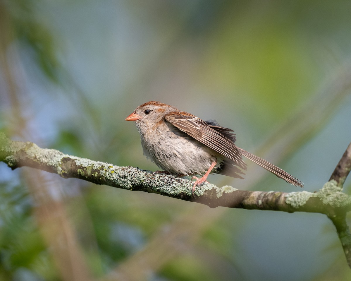 Field Sparrow - ML597509721