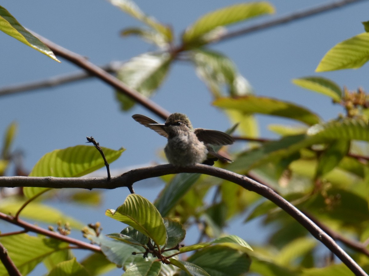 Anna's Hummingbird - ML597509921