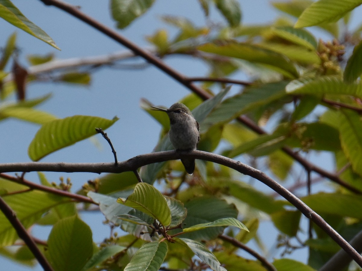 Anna's Hummingbird - ML597509931
