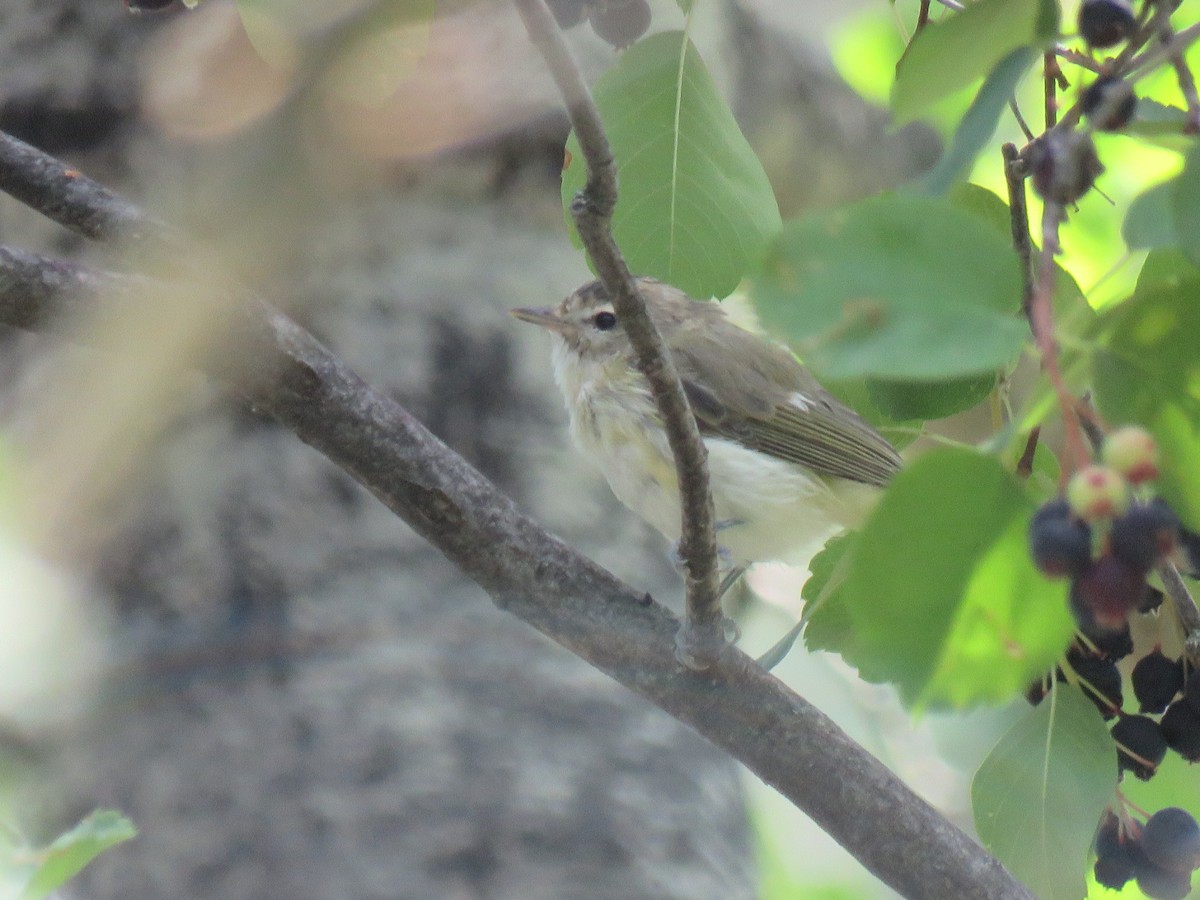 Warbling Vireo - Lucas Orich