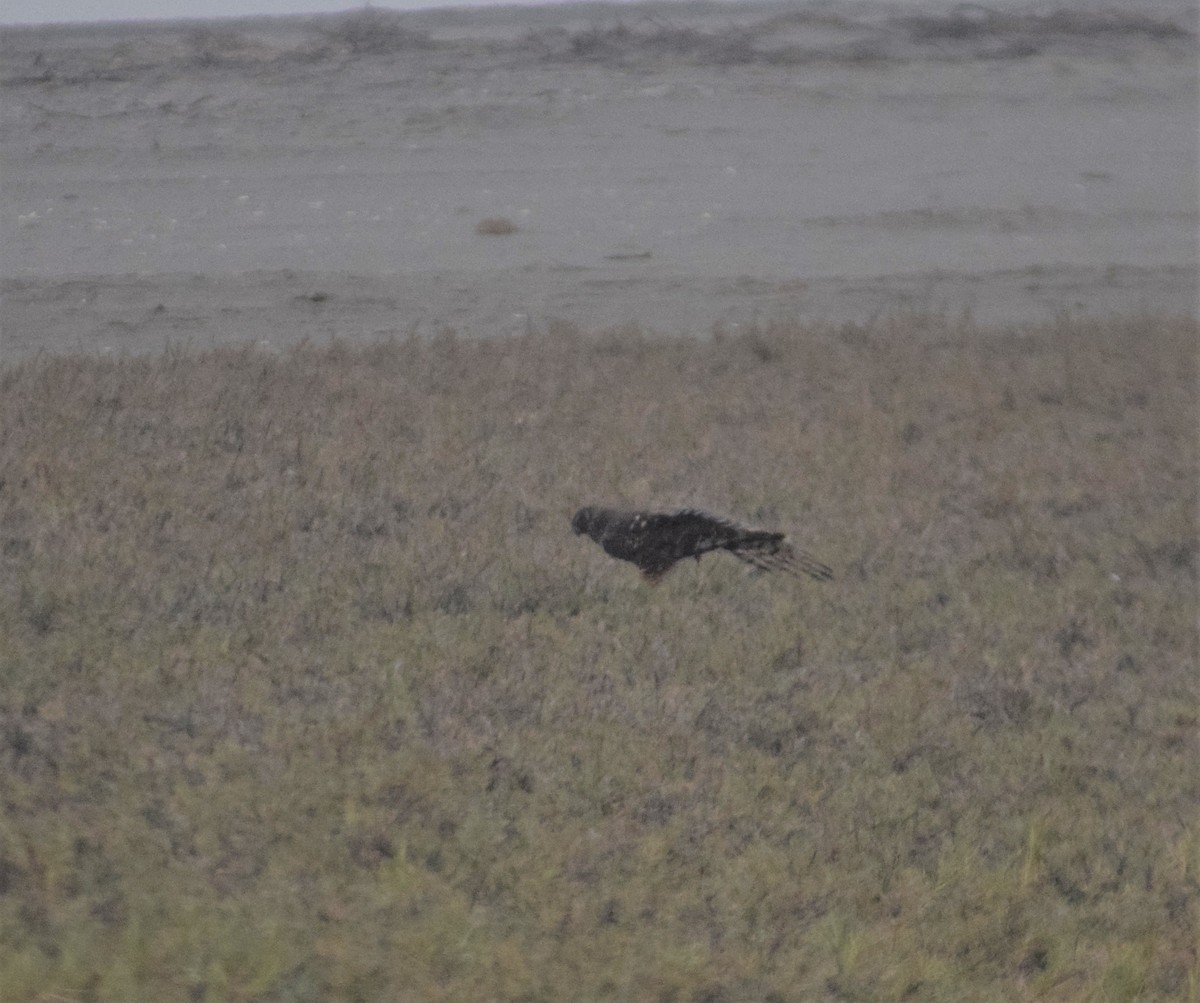 Cinereous Harrier - ML597510921