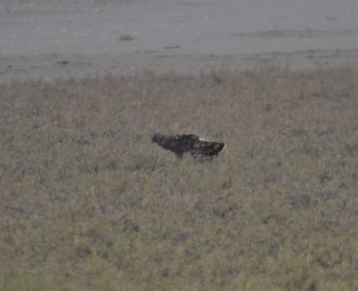 Cinereous Harrier - ML597510991