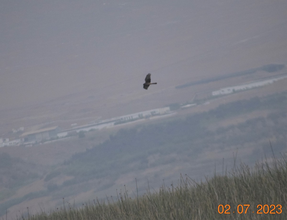 Cinereous Harrier - ML597511001