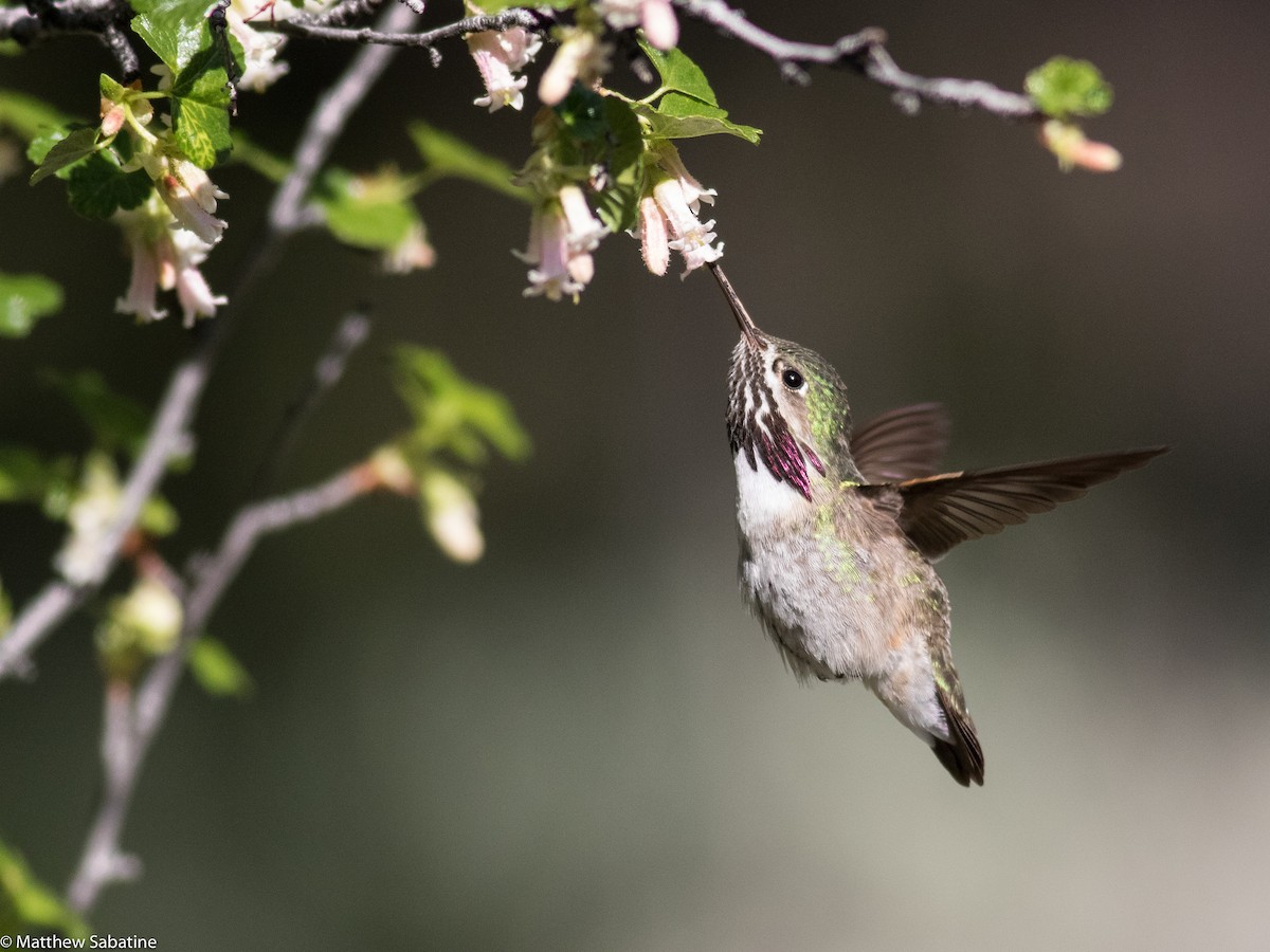 Calliope Hummingbird - ML59751131
