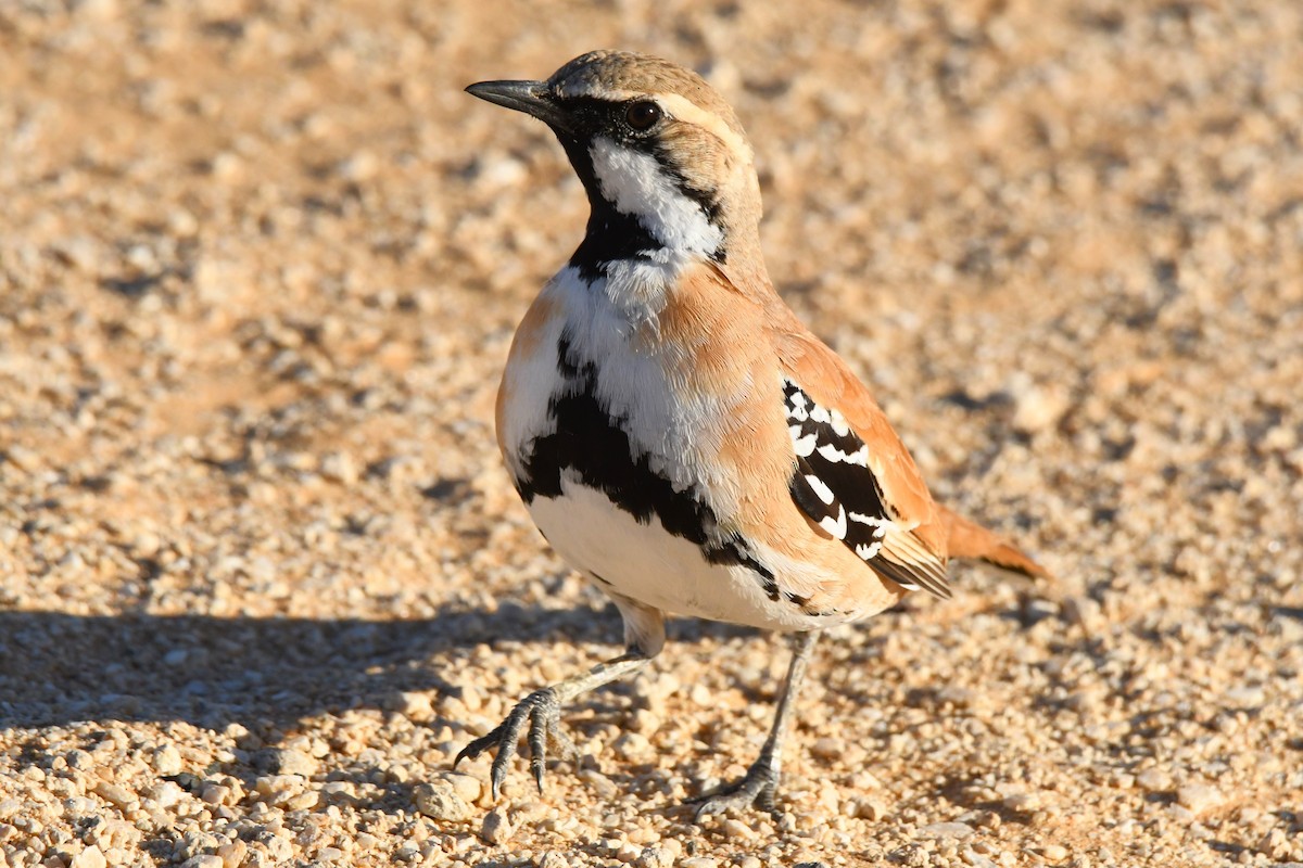 Cinnamon Quail-thrush - Trevor Ross