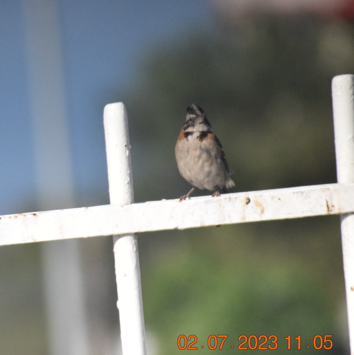 Rufous-collared Sparrow - ML597512561