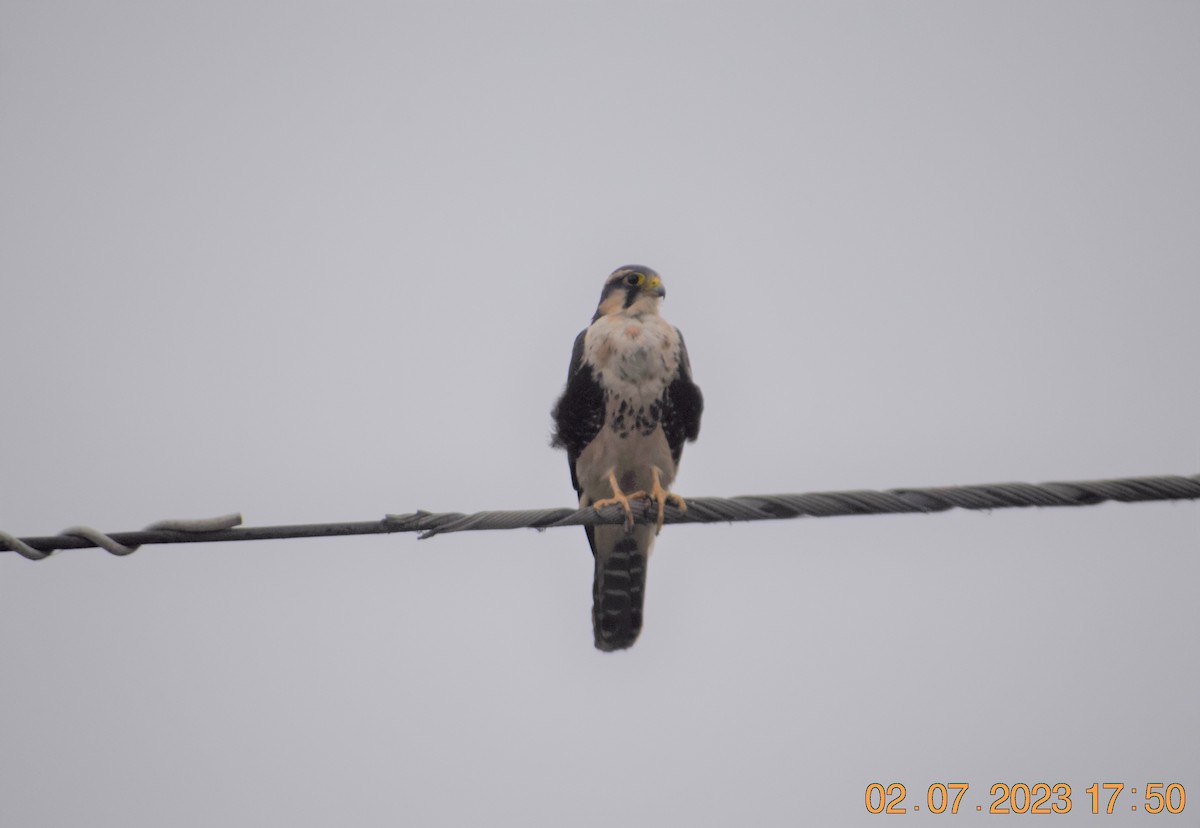 Aplomado Falcon - ML597512601