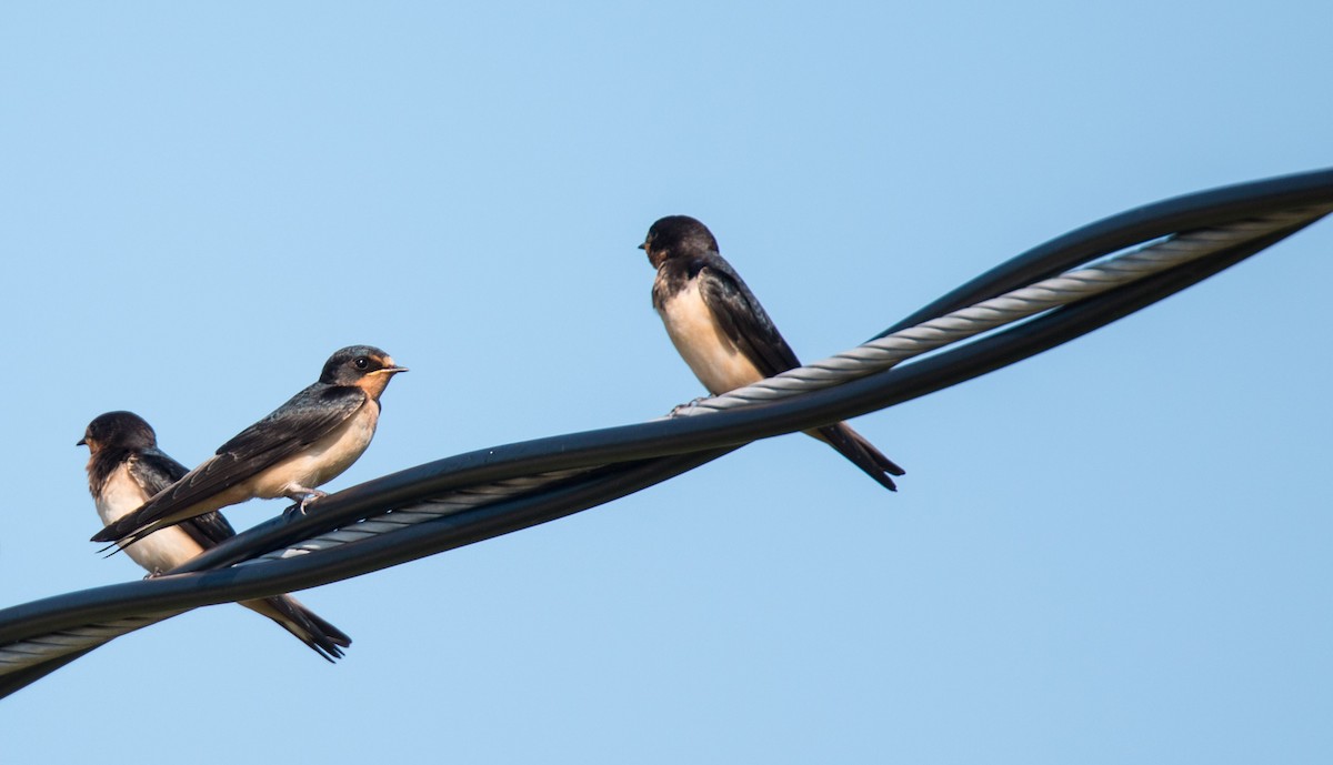 Barn Swallow - ML597512611