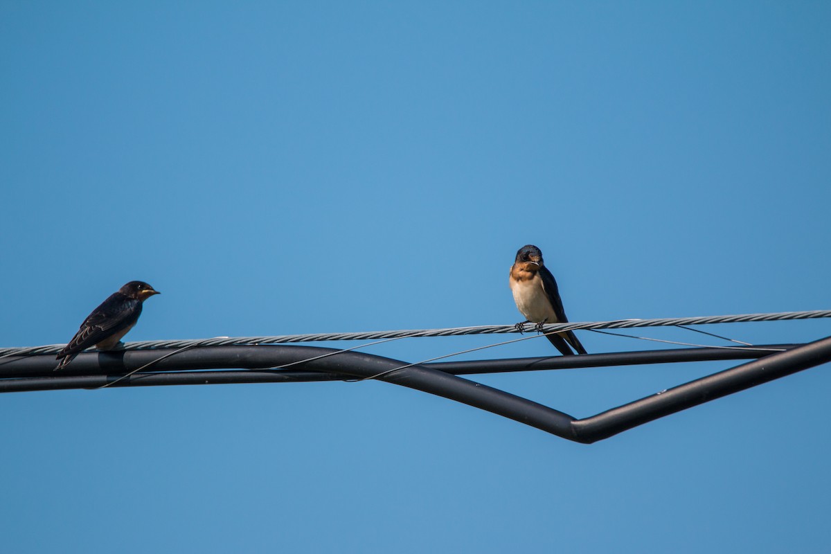 Barn Swallow - ML597512641