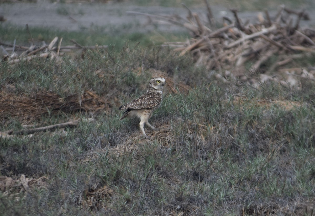 Burrowing Owl - ML597512921