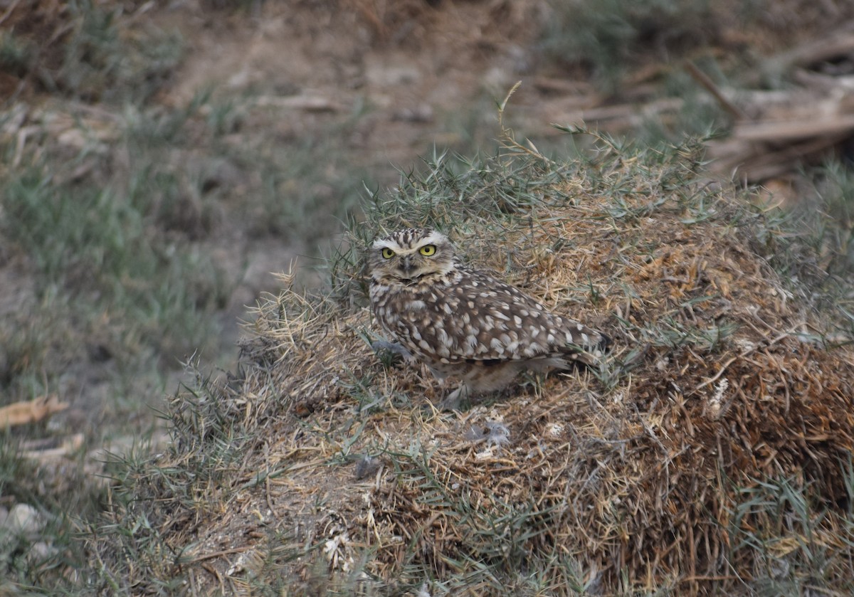 Burrowing Owl - ML597512931