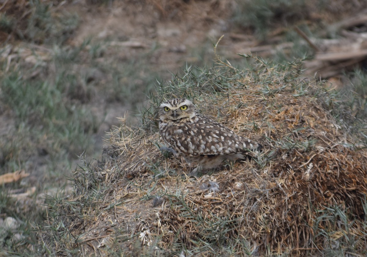 Mochuelo de Madriguera - ML597512931