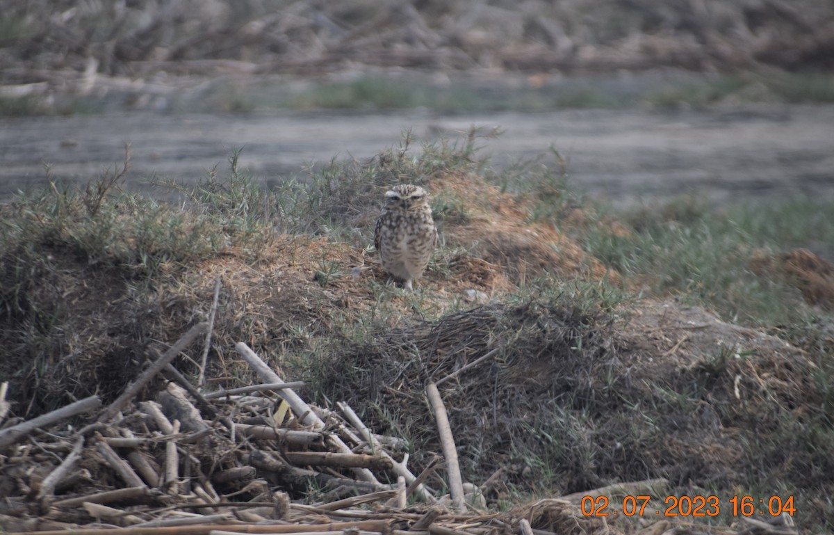 Burrowing Owl - ML597512941