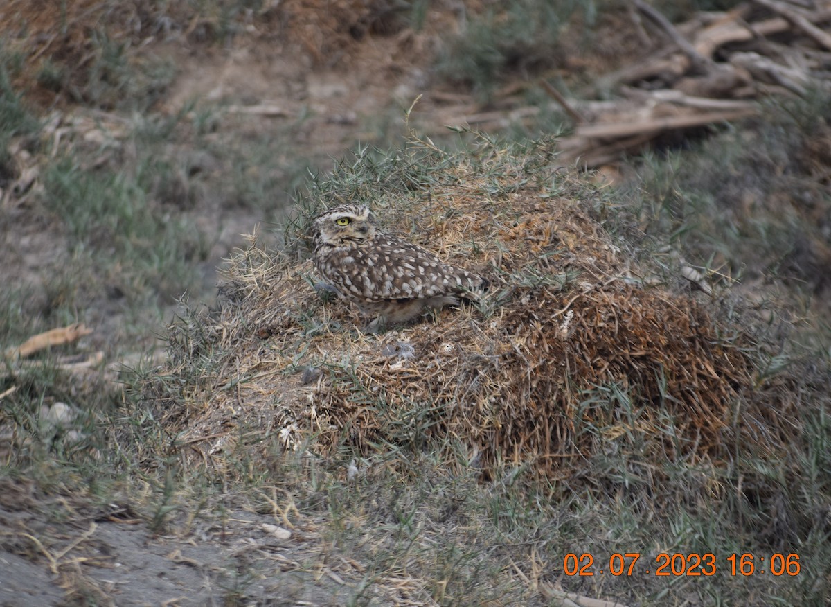 Burrowing Owl - ML597512951