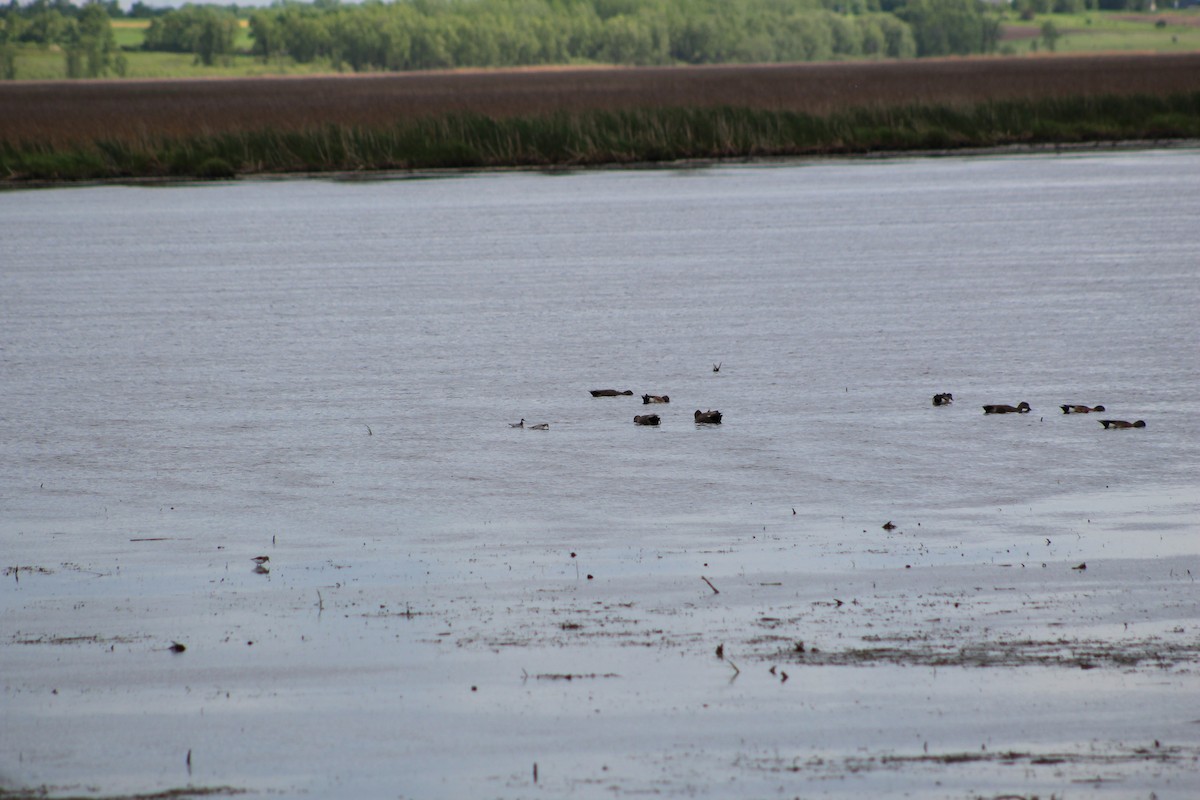 Wilson's Phalarope - ML59751311