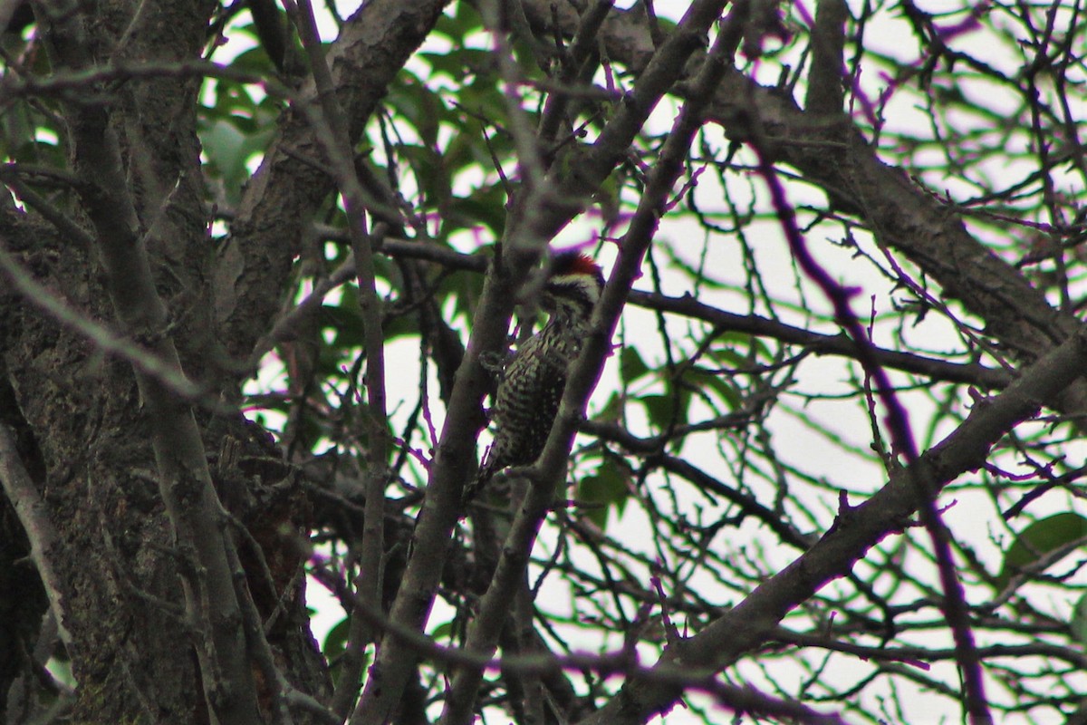 Striped Woodpecker - ML59751431