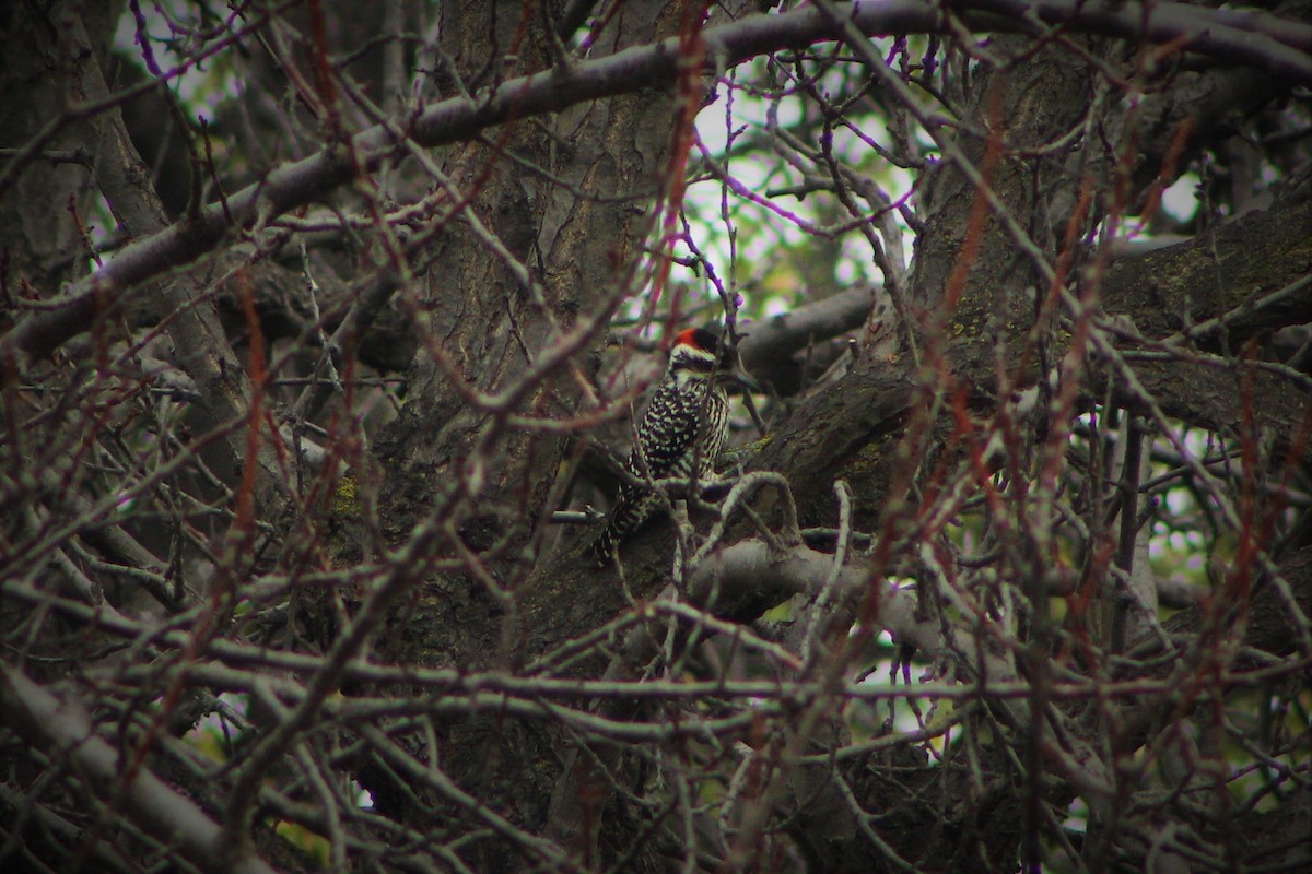 Striped Woodpecker - ML59751441