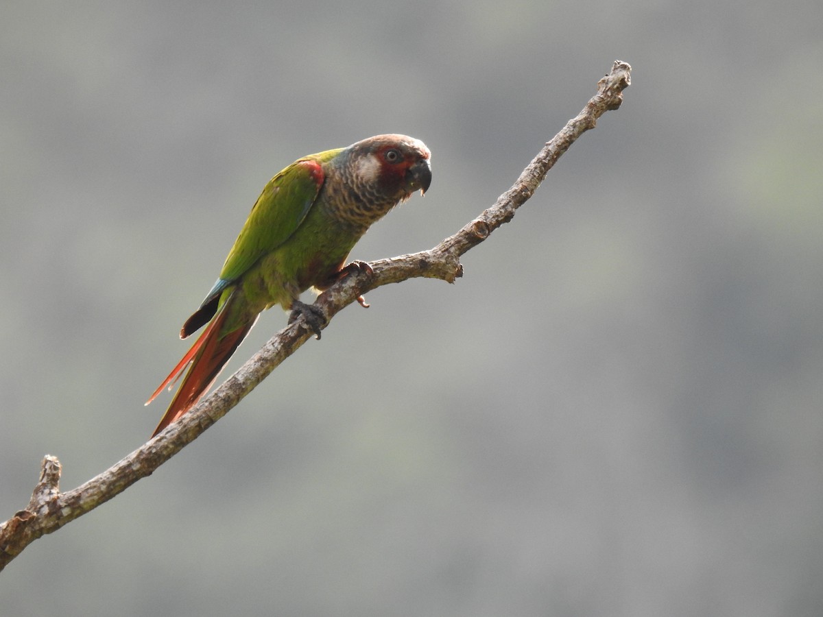 アカオウロコインコ - ML597514421