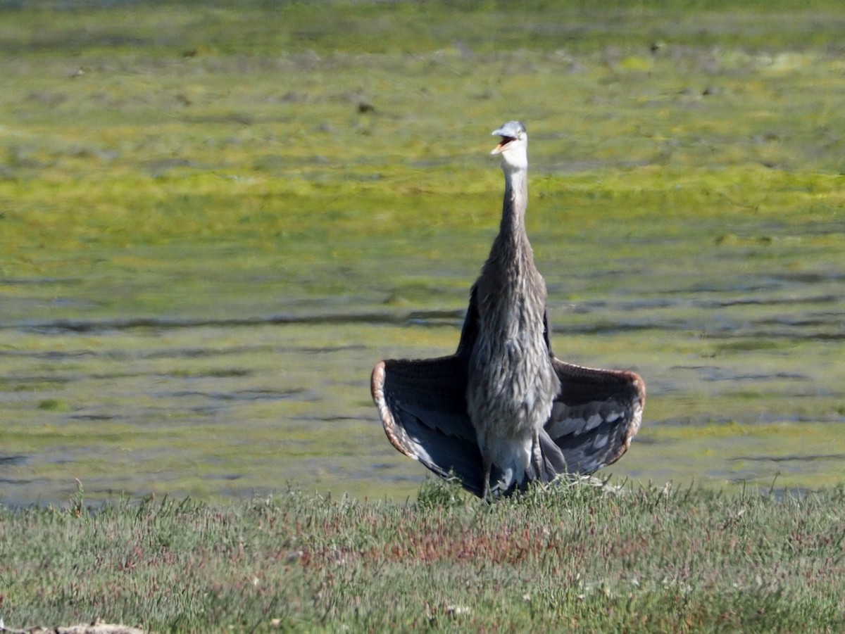 Great Blue Heron - ML597515291