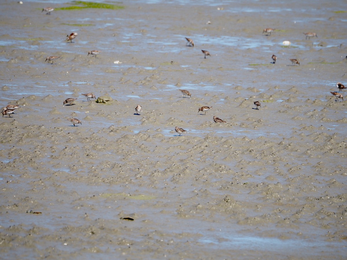 shorebird sp. - Wendy Feltham