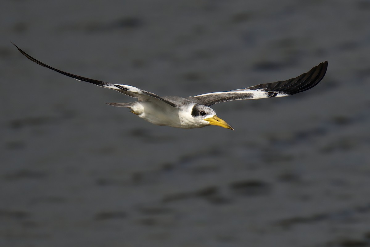 Large-billed Tern - Mark Wilson